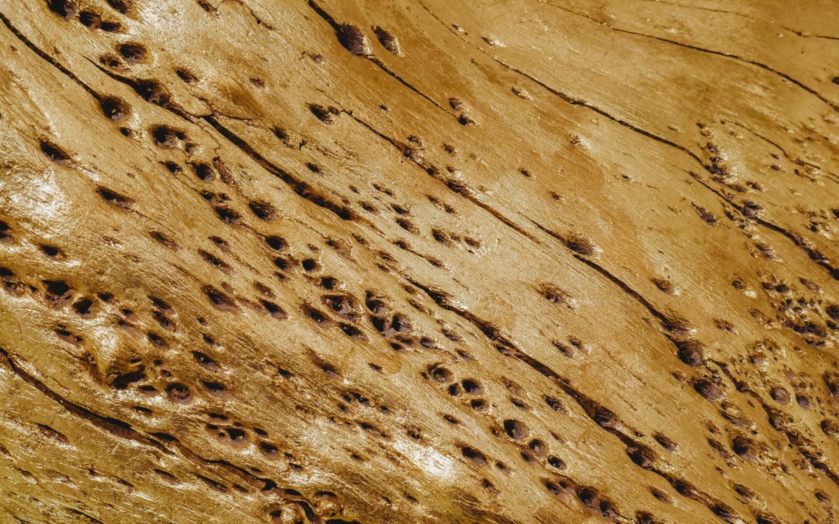 Astuces bricolage : comment se débarrasser des termites ?